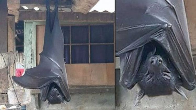 La foto del pipistrello gigante che sta facendo il giro del mondo e spaventa il web: ecco cos'è