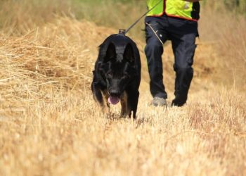Ragusa: esercitazione della Protezione Civile con cani molecolari
