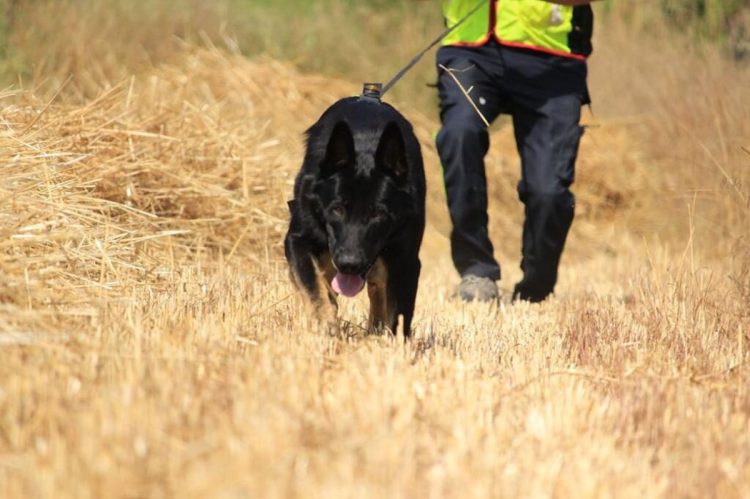 Ragusa: esercitazione della Protezione Civile con cani molecolari
