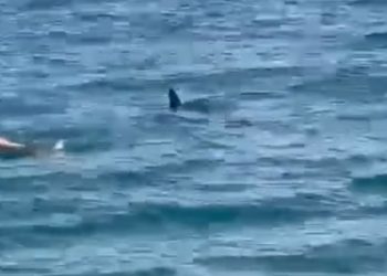 Squali vicino alla riva: avvistamenti in Sicilia