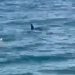 Squali vicino alla riva: avvistamenti in Sicilia