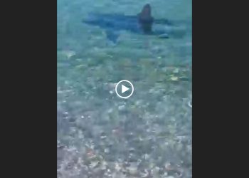 Squalo a riva: uscite dall'acqua!