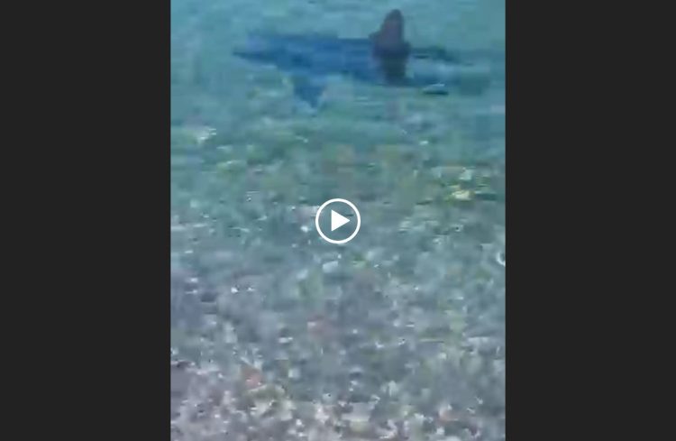 Squalo a riva: uscite dall'acqua!