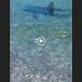 Squalo a riva: uscite dall'acqua!