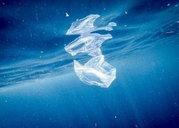 Nel Mediterraneo uccelli a rischio a causa della plastica marina