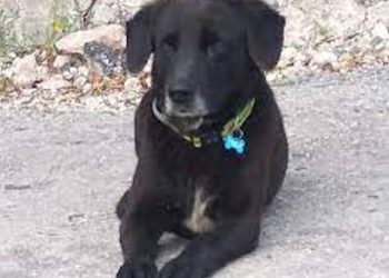 Modica, Nerino cerca casa