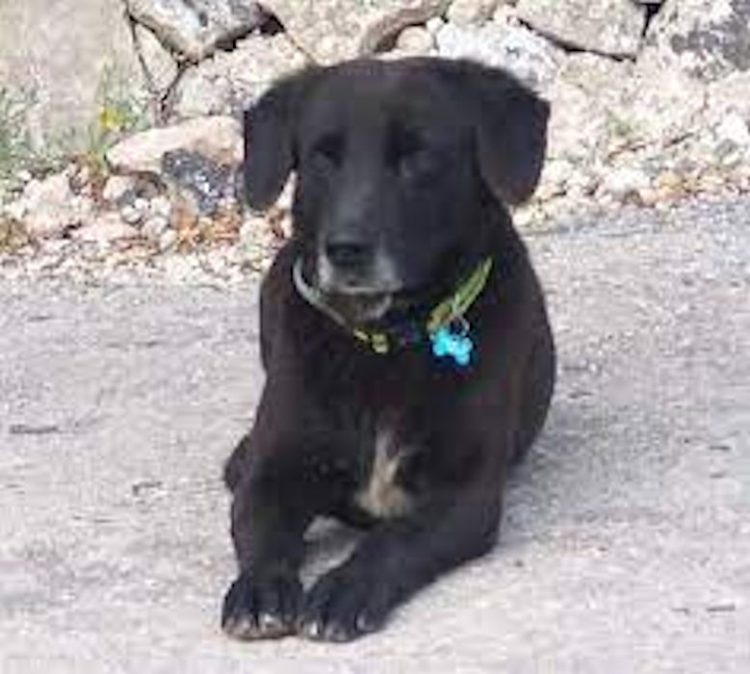 Modica, Nerino cerca casa