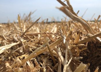 Agricoltura siciliana in ginocchio: convocare tavolo di crisi regionale