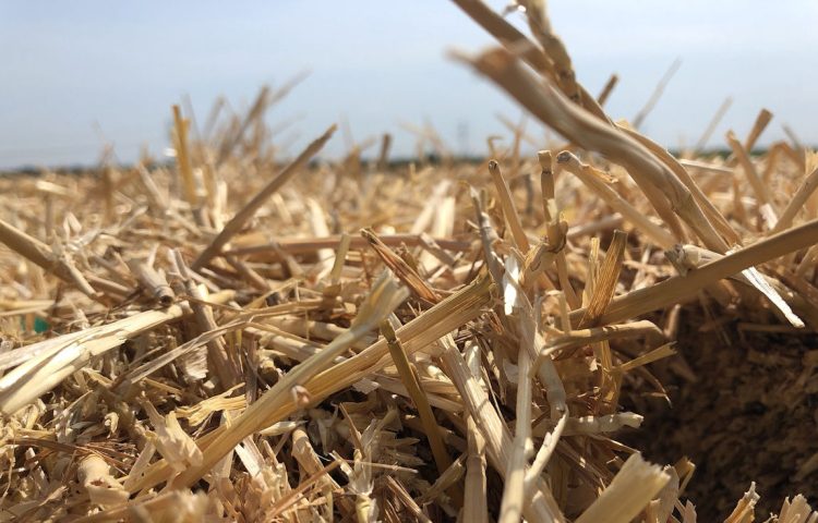 Agricoltura siciliana in ginocchio: convocare tavolo di crisi regionale