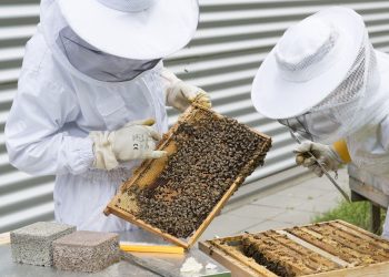 Sagra del miele 2023 a Sortino: concorso mieli millefiori siciliani