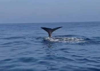 Una balena di 6 metri al largo di Punta Secca