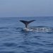 Una balena di 6 metri al largo di Punta Secca