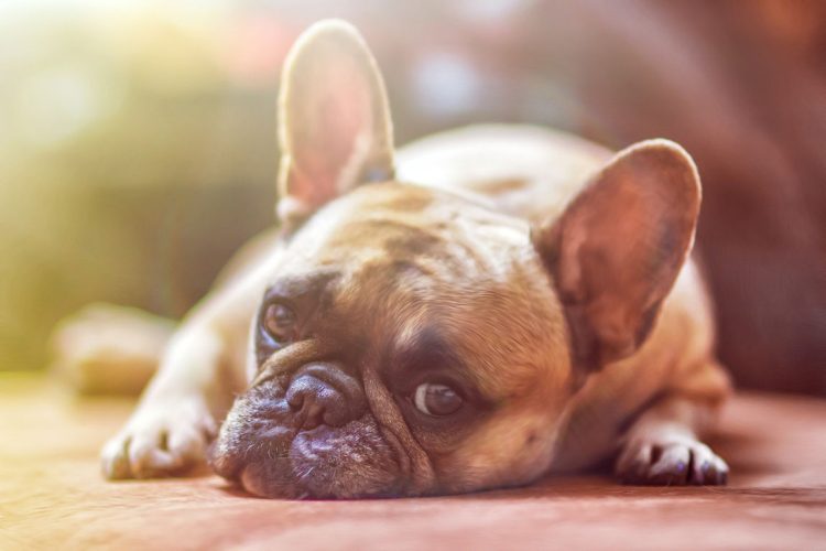 Come scoprire se il tuo cane soffre di coprofagia