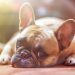 Come scoprire se il tuo cane soffre di coprofagia
