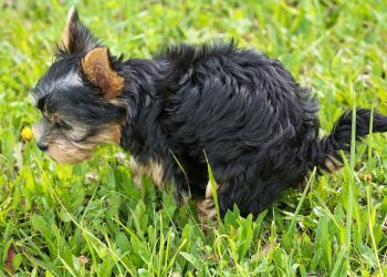 Ecco perchè il cane mangia la cacca