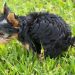 Ecco perchè il cane mangia la cacca