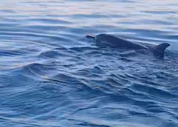 Pozzallo, delfini nuotano a pochi metri dalla spiaggia