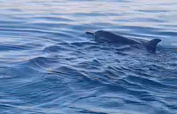 Pozzallo, delfini nuotano a pochi metri dalla spiaggia