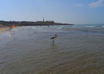 Un fenicottero nella spiaggia di Sampieri