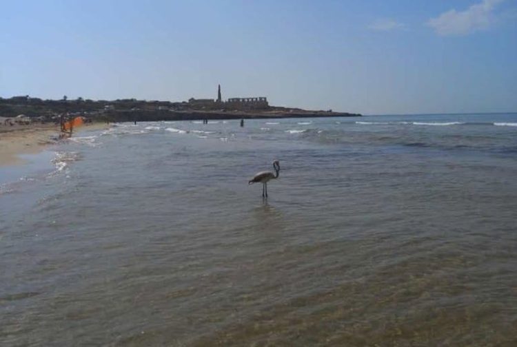 Un fenicottero nella spiaggia di Sampieri