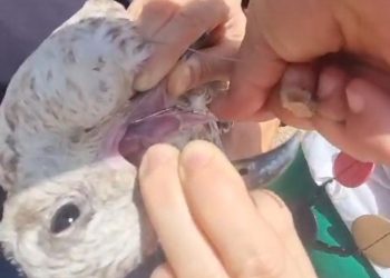 Ragusa, la storia a lieto fine del gabbiano salvato a Donnalucata