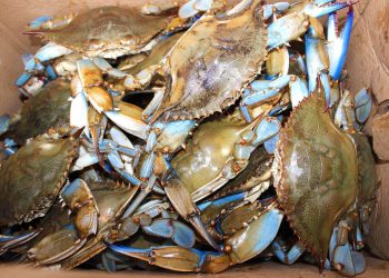 Uici Agroalimentare su invasione del granchio blu nei mari italiani