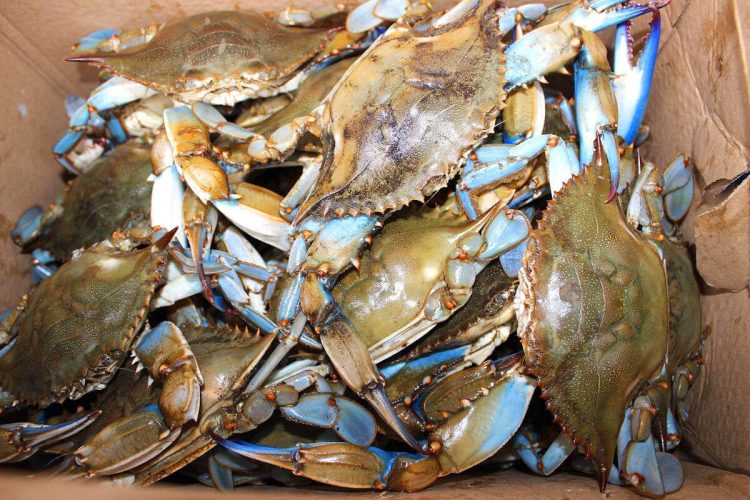 Uici Agroalimentare su invasione del granchio blu nei mari italiani