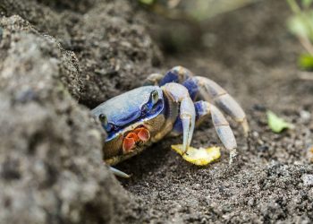 Il granchio blu ha invaso lo Stagnone di Marsala: ferita una bambina