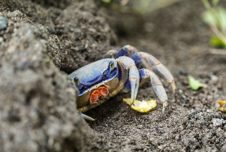 Il granchio blu ha invaso lo Stagnone di Marsala: ferita una bambina