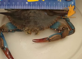 Granchio blu a Donnalucata, la specie aliena è arrivata nel mare di Scicli