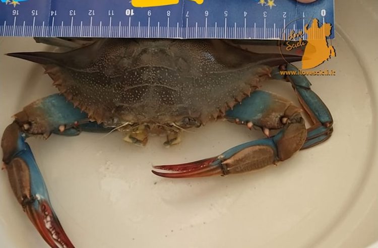 Granchio blu a Donnalucata, la specie aliena è arrivata nel mare di Scicli