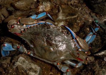 Da dove arriva il granchio blu?