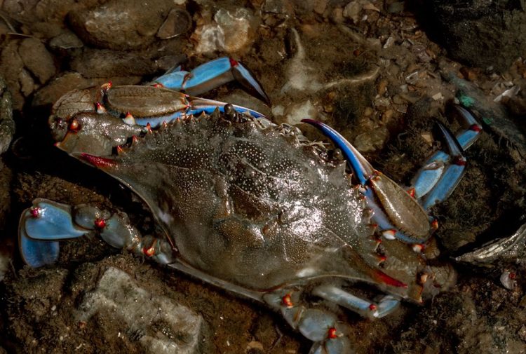 Da dove arriva il granchio blu?