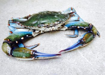 Emergenza granchio blu nelle coste italiane: una specie aliena invasiva e devastante