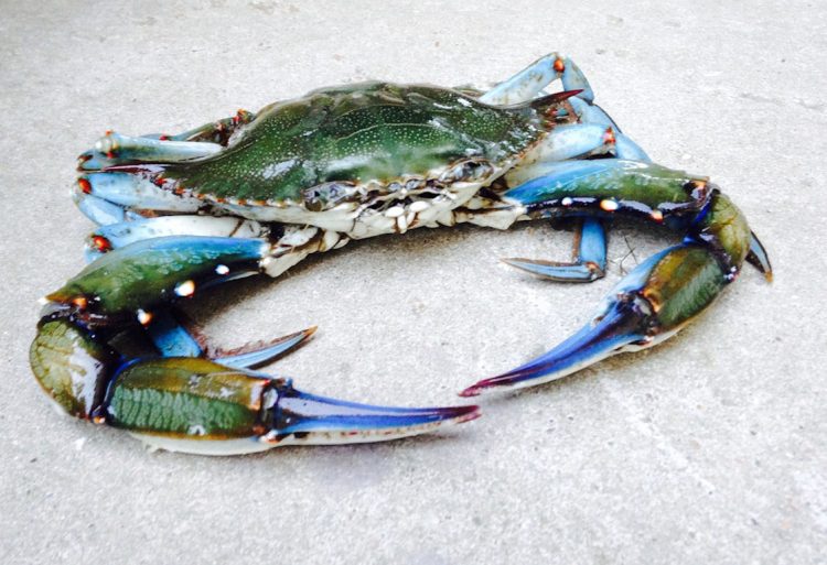 Emergenza granchio blu nelle coste italiane: una specie aliena invasiva e devastante