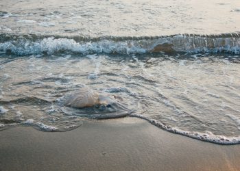 Punture di meduse nel mare di Scicli: invito alla prudenza dopo tantissime segnalazioni