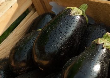 Vittoria, il futuro della melanzana in Sicilia: sanzioni per uso improprio di agrofarmaci