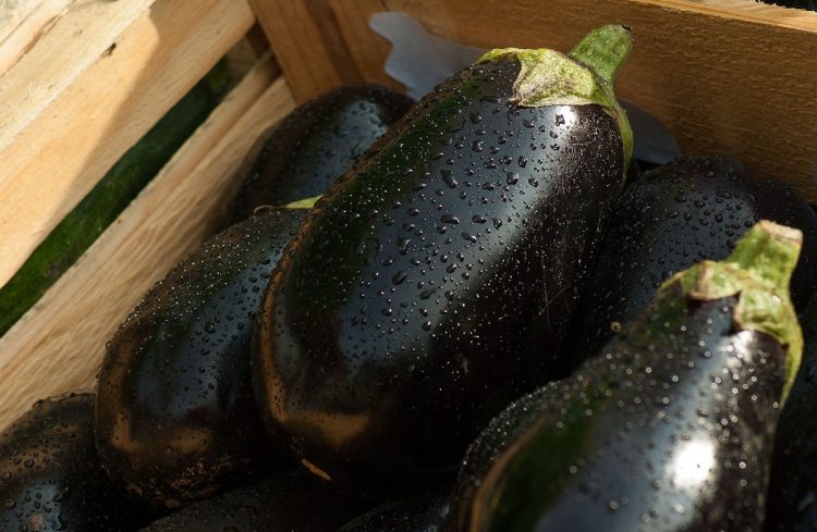 Vittoria, il futuro della melanzana in Sicilia: sanzioni per uso improprio di agrofarmaci