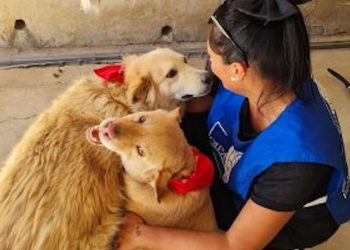 Volontari Oipa in strada per antiparassitari a cani e gatti