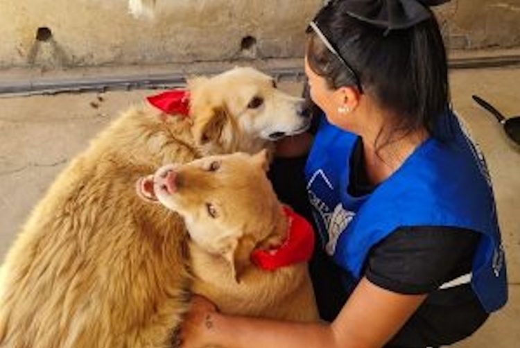 Volontari Oipa in strada per antiparassitari a cani e gatti