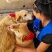 Volontari Oipa in strada per antiparassitari a cani e gatti