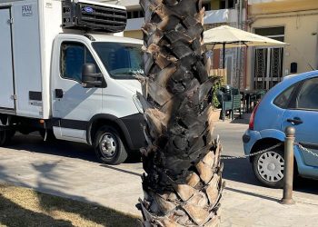 Palme bruciate a Pozzallo: il teppismo non si ferma