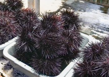 Pesca di frodo a Donnalucata, sequestri 300 ricci: sanzionati 4 pescatori