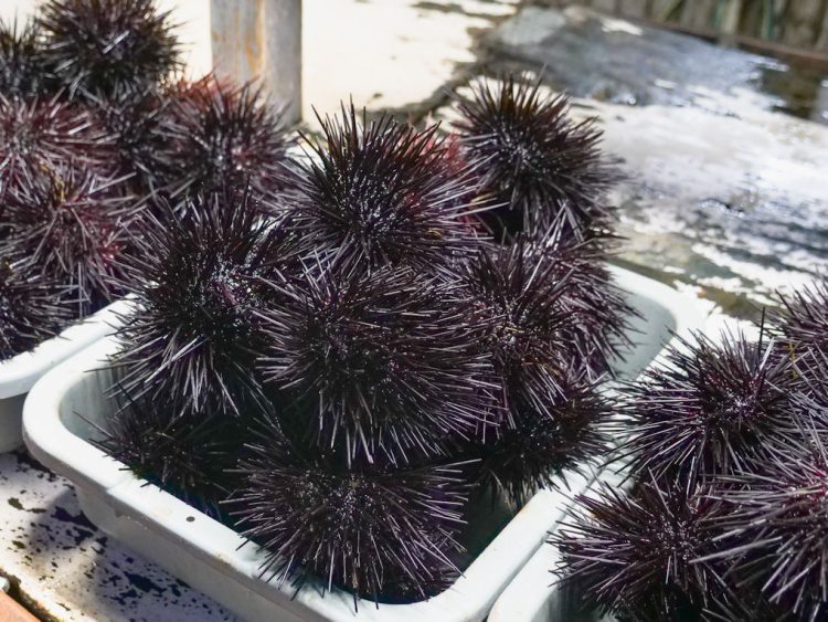 Pesca di frodo a Donnalucata, sequestri 300 ricci: sanzionati 4 pescatori
