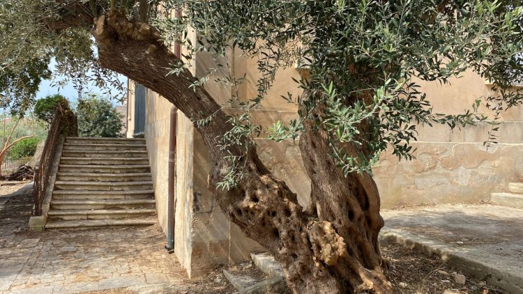Modica, pulizia e scerbatura all’ex scuola Milano-Palermo