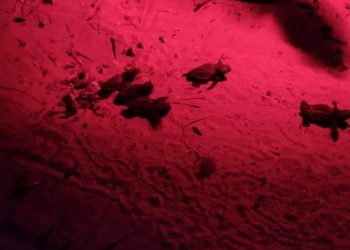 Scicli, nate le prime tartarughe Caretta Caretta a Sampieri