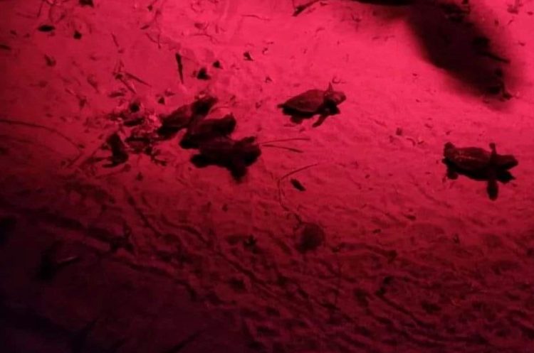 Scicli, nate le prime tartarughe Caretta Caretta a Sampieri