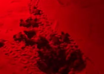 A Marina di Modica sono nate le tartarughe Caretta Caretta