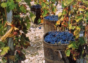 Ragusa, il giorno della vendemmia del 1967: dall'uva al vino