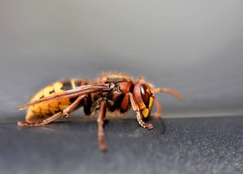 Morsi e punture d'insetti: i sintomi da non sottovalutare